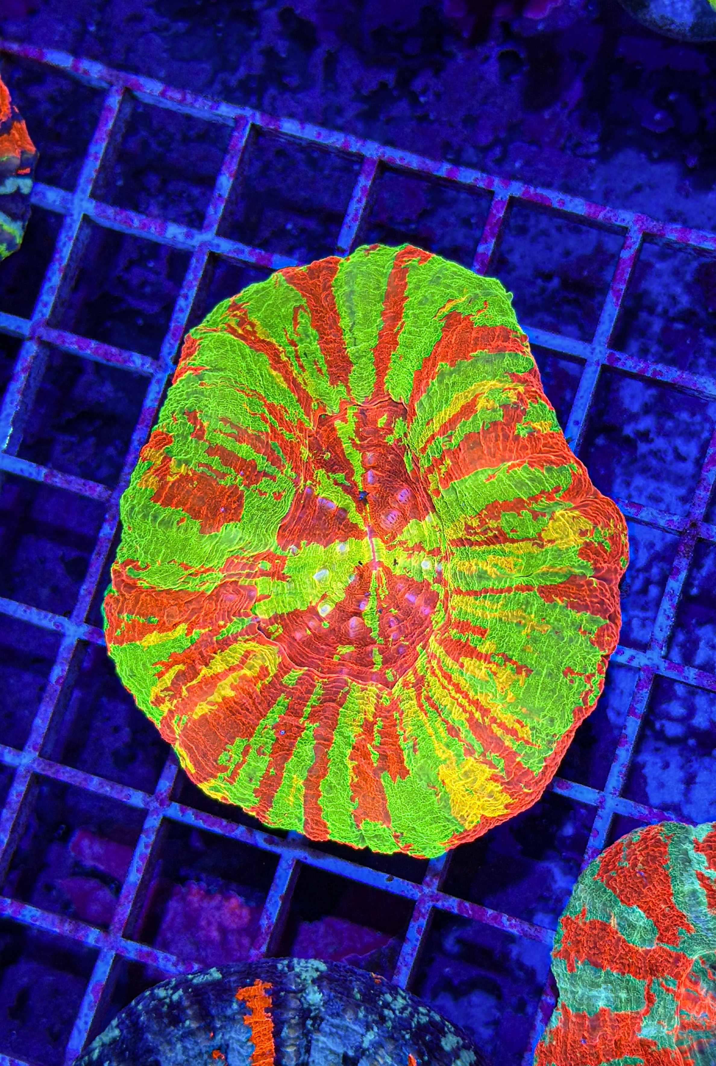 Breathtaking Corals for Every Reef