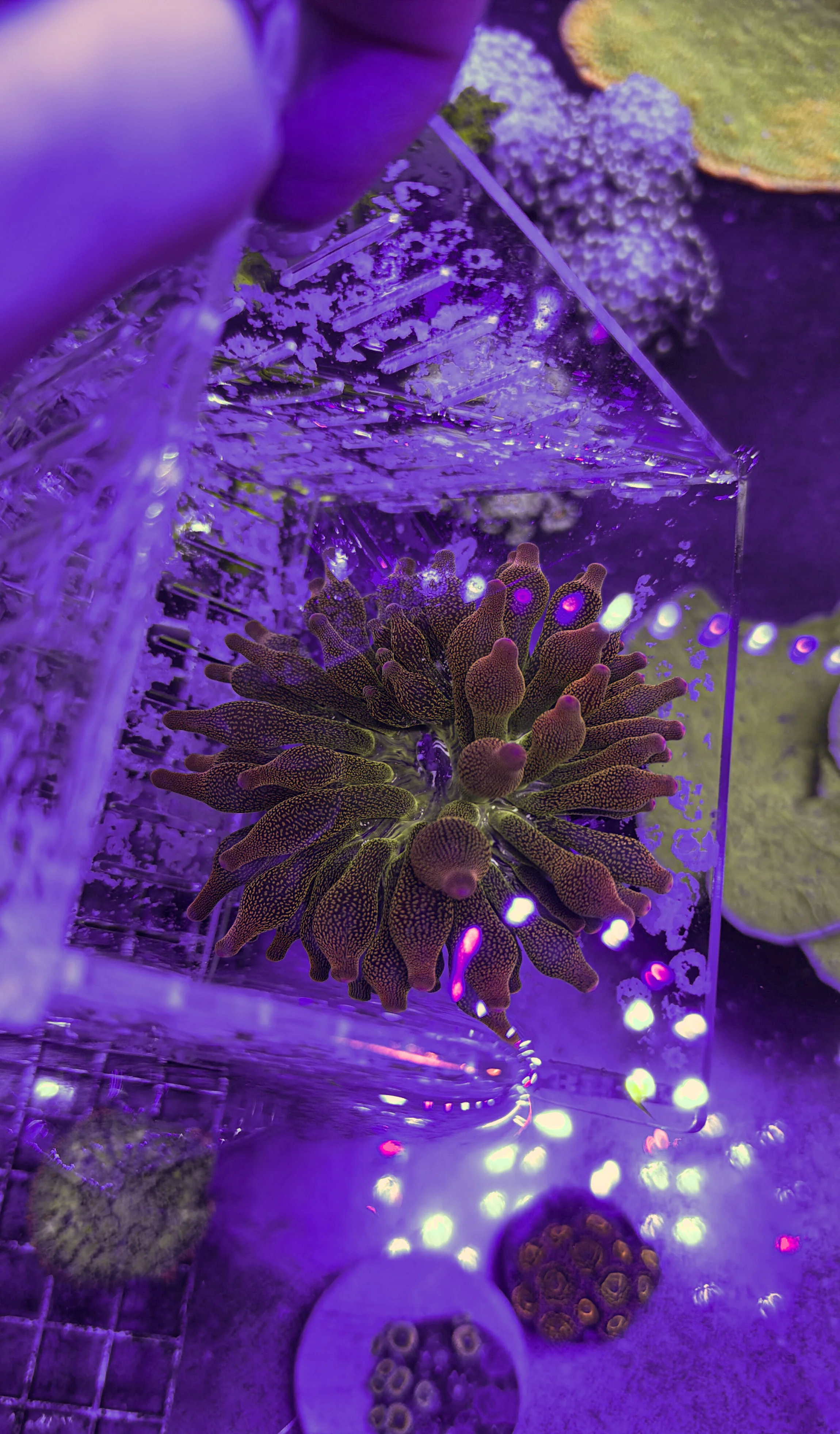 Anemone